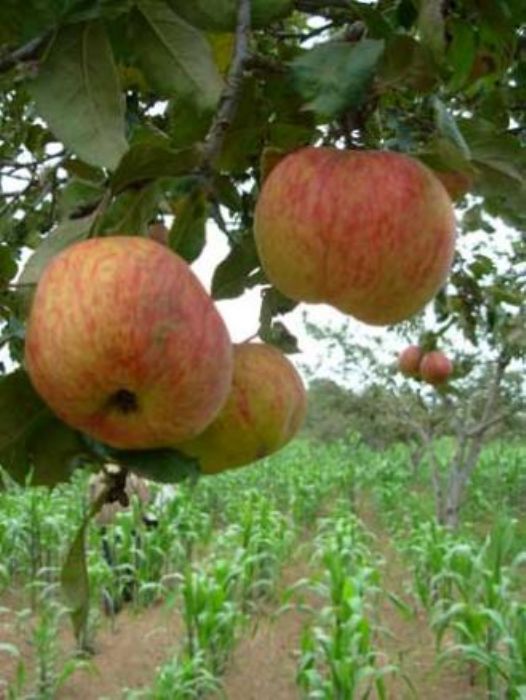 Manzanas congeladas
